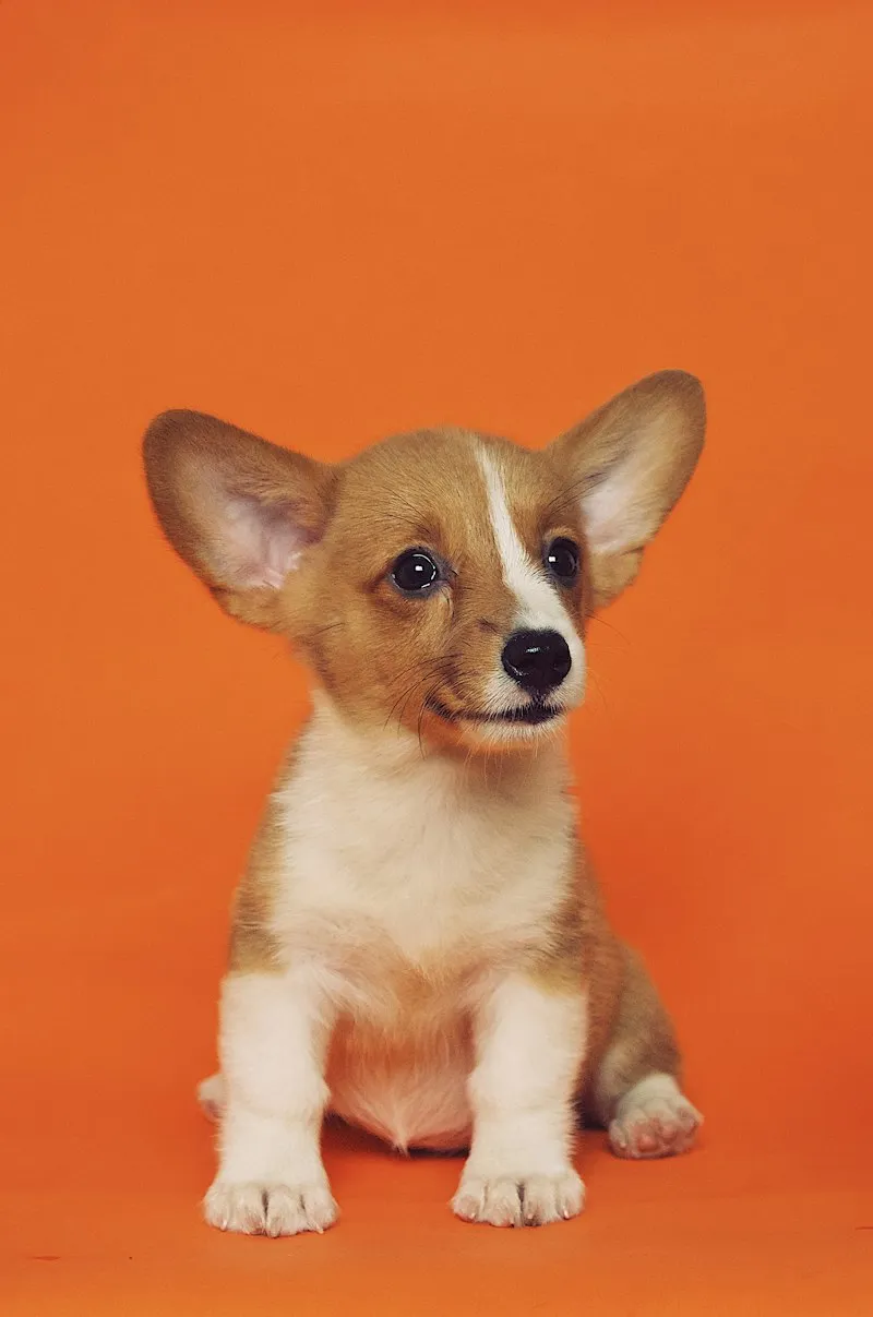 Bruno, perro rescatado