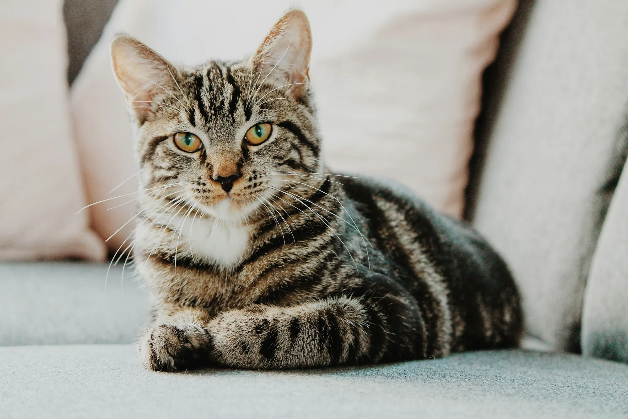 Gato rescatado