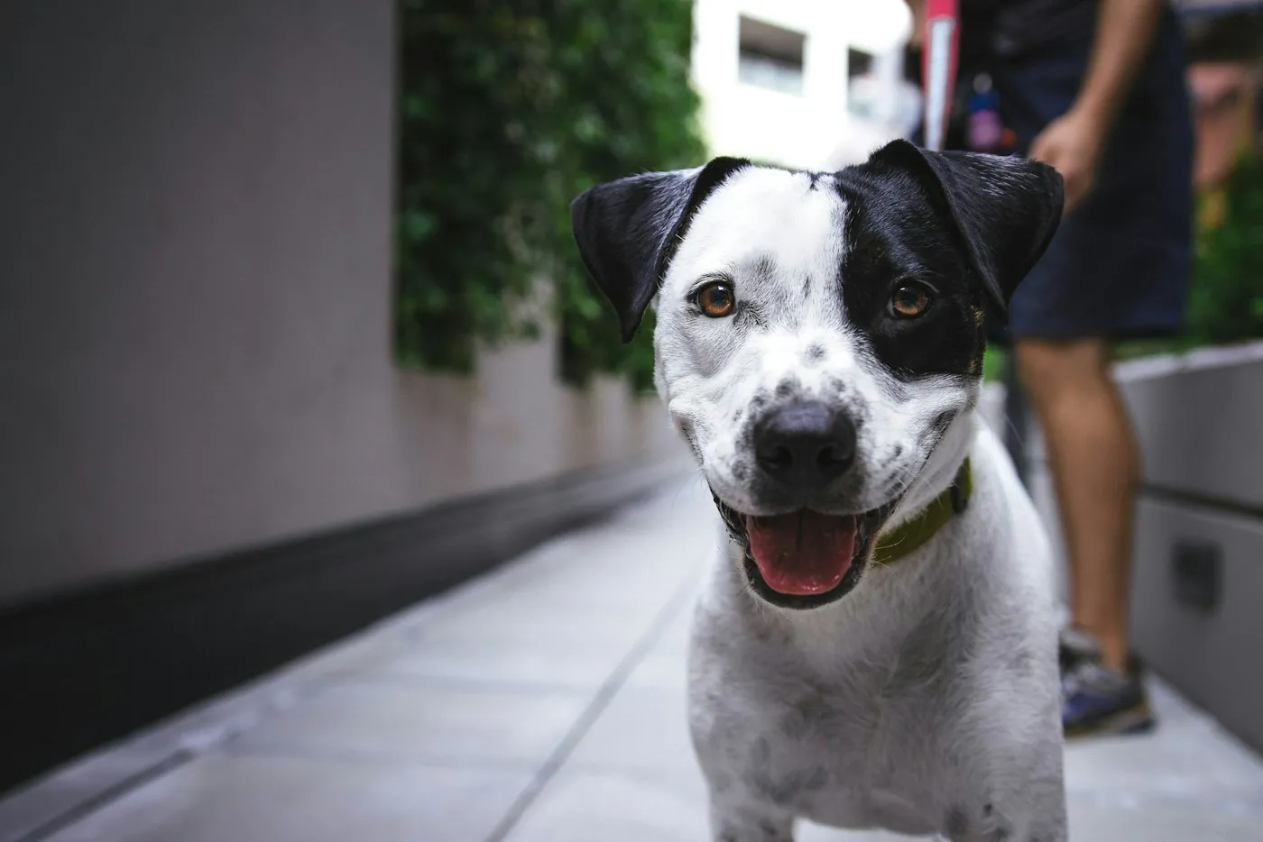 Luna, perrita rescatada